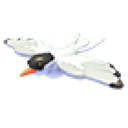 Arctic Tern
