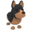 Australian Kelpie