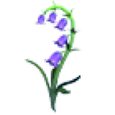 Bluebell Flower