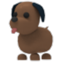 Chocolate Labrador