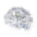Dandelion Hat
