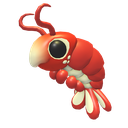 Emperor Shrimp