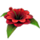 Forgotten Flower
