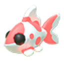 Koi Carp