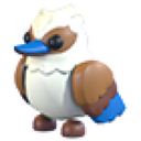 Kookaburra