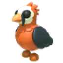 Lammergeier
