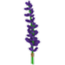 Lavender Bundle