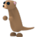 Meerkat
