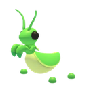 Praying Mantis