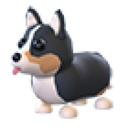 Royal Corgi